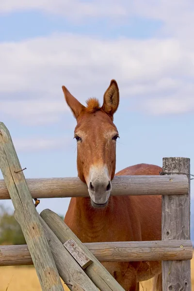 Humorous Close Portraiture Cute Mule Apparently Mugging Camera Ignatius Montana — Stock Photo, Image