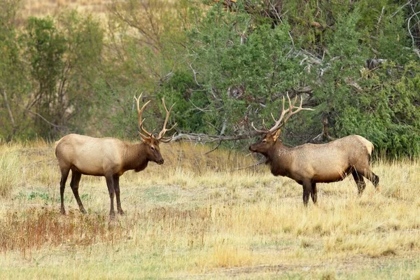 Two Large Bull Elk Stand Grassy Field Western Montana — Stock Photo, Image