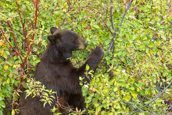 雌の黒いクマは モンタナ州西部で果実を食べる果実の茂みにあります — ストック写真