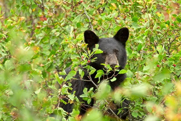 小さな黒いクマの赤ちゃんは モンタナ州西部で果実を食べている茂みにあります — ストック写真