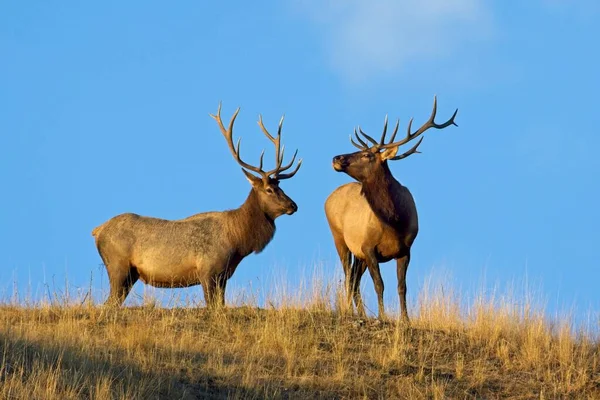 Two Large Bull Elk Stand Top Hill Blue Sky Morning — Stock Photo, Image