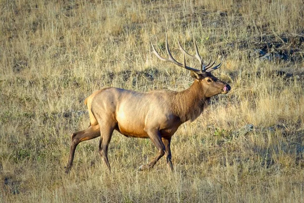 Large Bull Elk Walks Dry Field Western Montana — Stock Photo, Image