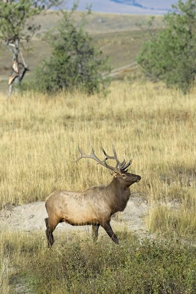 蒙大拿西部草原地区一只长着鹿角的大麋鹿在散步 — 图库照片