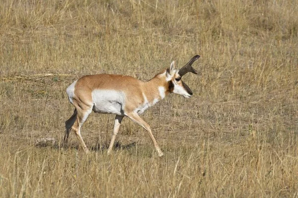Een Mannelijke Pronghorn Antilope Loopt Een Grasachtig Prairieveld Het Westen — Stockfoto
