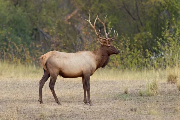 Big Bull Elk Open Area Forest Western Montana — Stock Photo, Image