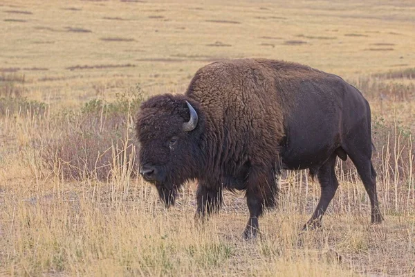 Close Photo Large Bison Charlo Montana — Stock Photo, Image