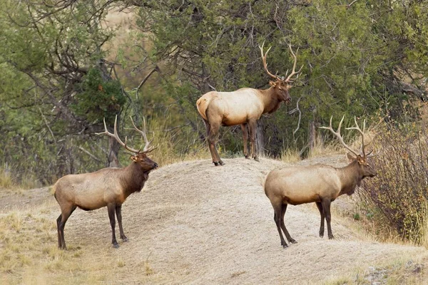 Three Bull Elk Stand Field Trees Western Montana — Stock Photo, Image