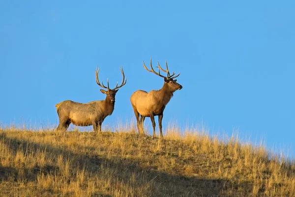 Dois Grandes Alces Touro Mejestic Estão Topo Uma Colina Contra — Fotografia de Stock