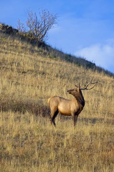 Ein Bullenelch Blickt Hang Eines Hügels Westen Montanas Die Andere — Stockfoto