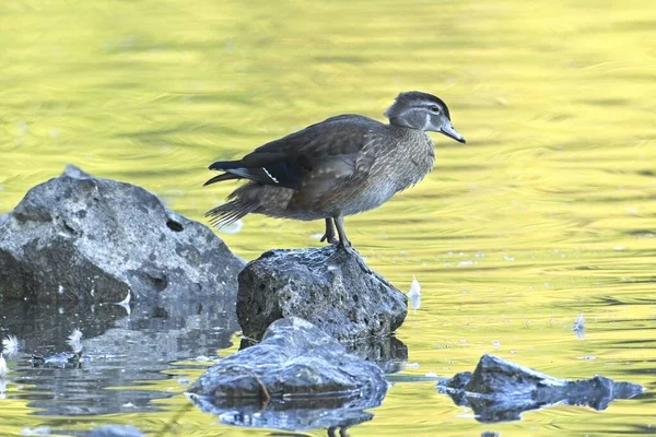 Canard Bois Femelle Dresse Sur Rocher Dans Étang Situé Spokane — Photo