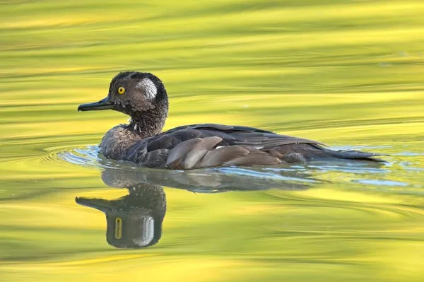 Hooded Merganser Casting Reflection Swims Small Pond Spokane Washington — Stock Photo, Image