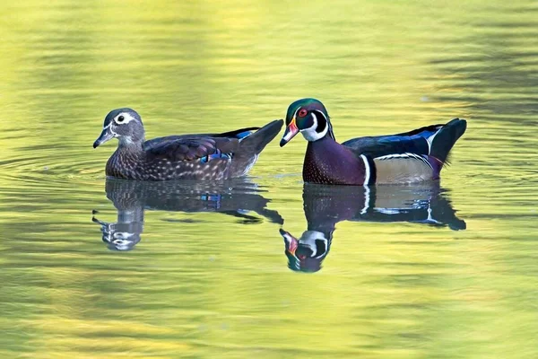 Una Coppia Anatre Legno Nuota Nel Piccolo Stagno Gettando Loro — Foto Stock