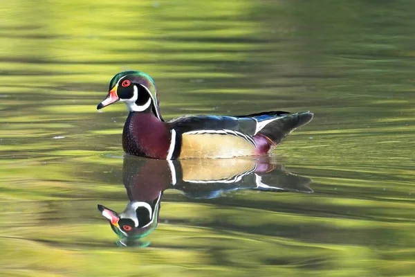 Male Wood Duck Casting Reflection Swims Small Pond Spokane Washington — Stock Photo, Image