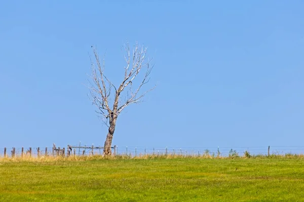 Ein Kleiner Unfruchtbarer Baum Steht Einem Grünen Feld Vor Einem — Stockfoto