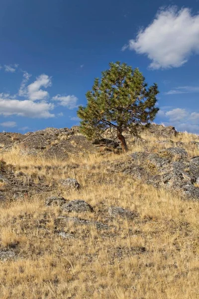 Batı Montana Mavi Bir Gökyüzünün Altındaki Tepedeki Küçük Bir Ağacın — Stok fotoğraf