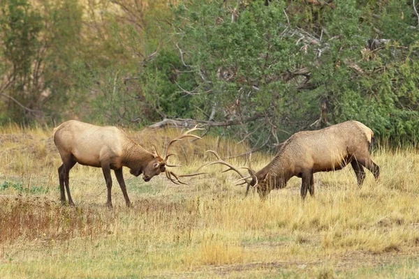 在蒙大拿州的麋鹿车辙中 两只公麋鹿相互争斗 — 图库照片