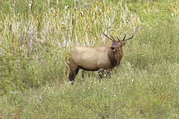 蒙大拿西部一只大公麋鹿站在高高的草地上 — 图库照片