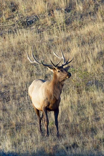 Bull Elk Stands Short Dry Grass Western Montana — Stock Photo, Image