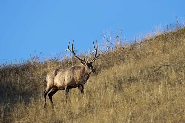 Gran Alce Toro Camina Lado Una Colina Cubierta Hierba Oeste — Foto de Stock