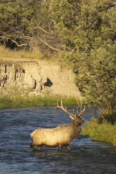 Gran Alce Toro Encuentra Medio Río Oeste Montana —  Fotos de Stock