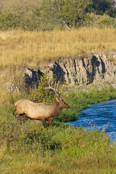 在蒙大拿州西部 一只大公麋鹿从一座小山上跳到河里 — 图库照片