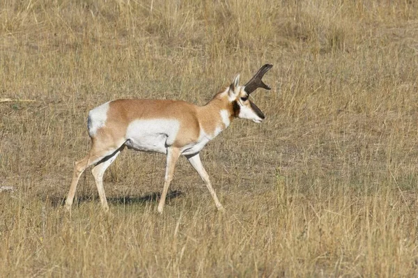 Une Antilope Mâle Marche Dans Champ Herbeux Prairie Dans Ouest — Photo