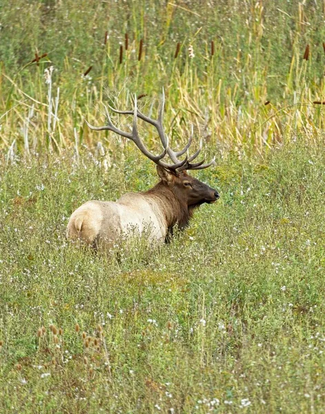 蒙大拿州查洛市附近 一只长着鹿角的大麋鹿在高高的草地上散步 — 图库照片