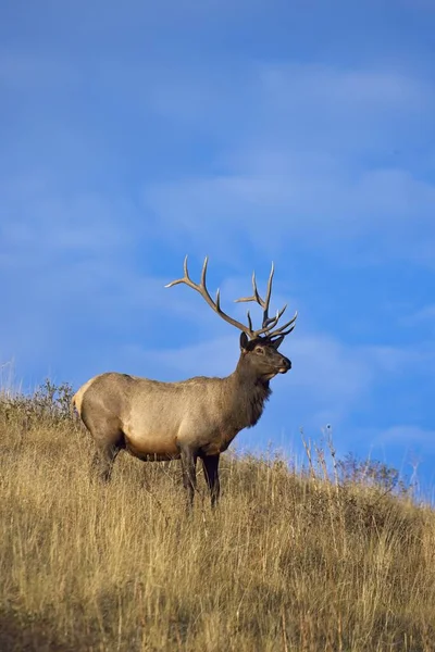 Large Majestic Elk Walks Side Hill Morning Light Western Montana — Stock Photo, Image