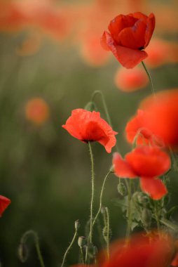 Güzel tarladan gelen kırmızı gelinciklere odaklan. Haşhaş ormanı. Çiçek düzlüğü