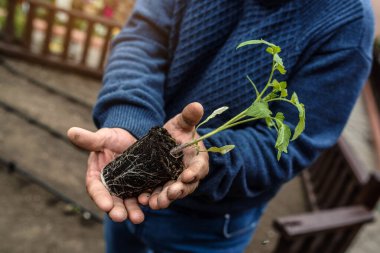 Yeşil arka planda domates fideleri tutan yaşlı kirli elleri kapat.