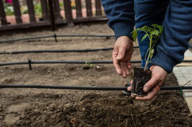 Domates fidelerini tutan eski kirli elleri kapat ve toprağa göm.