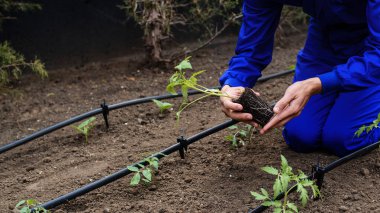 Domates fidelerini tutan bahçıvanların ellerini kapayın ve toprağa ekin..