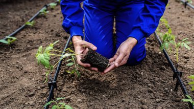 Domates fidelerini tutan bahçıvanların ellerini kapayın ve toprağa ekin..