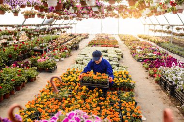 Genç bahçıvan bir serada kadife çiçeği dolu bir kutu tutuyor.
