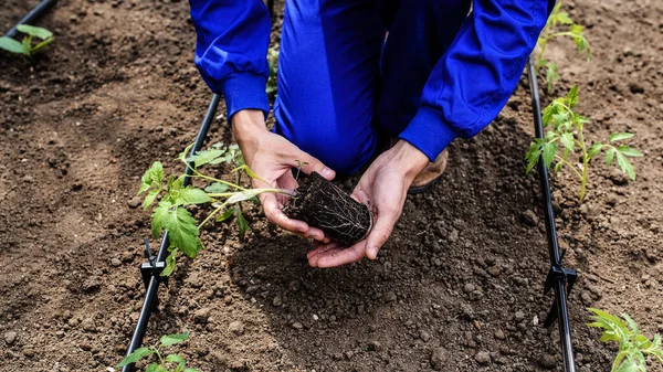 Κλείστε Χέρια Κηπουρός Κρατώντας Ένα Σπορόφυτα Τομάτας Και Φυτέψτε Στο — Φωτογραφία Αρχείου