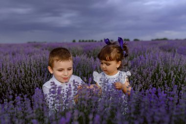 Lavanta çiçeklerinde iki mutlu çocuk. Erkek ve kız kardeş lavanta tarlasının ortasında oynuyorlar. Güzel lavanta çiçeği konsepti. Dramatik sk