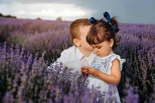 Two Happy Children Lavender Flowers Brother Kissing His Sister Middle — стокове фото