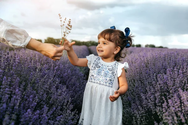 Маленька Щаслива Дівчинка Білій Сукні Отримує Квітку Лаванди Від Руки — стокове фото