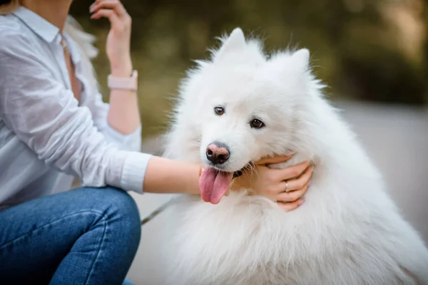 Close Samoyed White Dog Walking Outdoors Park — стоковое фото