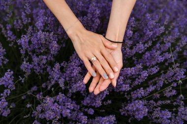 Bir kadının ellerini lavanta tarlasındaki lavanta çiçeklerine yakın tut..