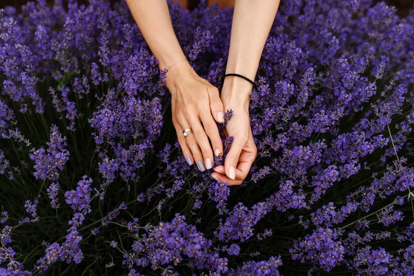 Close Woman Hands Lavender Flowers Lavender Field — Stock Photo, Image