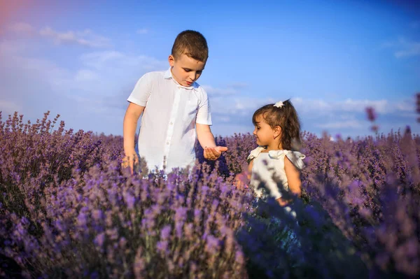Two Children Brother Sister Playing Lavender Field Brother Show Ladybug — Stock Photo, Image