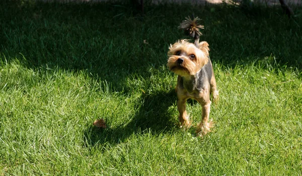 Küçük sevimli köpek yavrusu kameraya bakıyor.