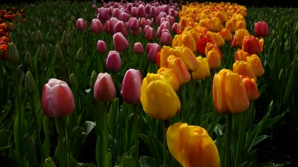 Tulipanes coloridos en el parque. Paisaje primavera. — Vídeo de stock