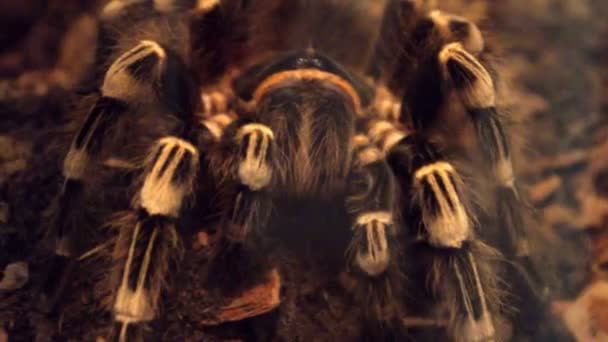 Witte streep tarantula. Acanthoscurria geniculata. — Stockvideo