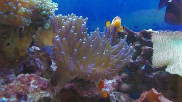 Clownfische im Meerwasseraquarium. — Stockvideo