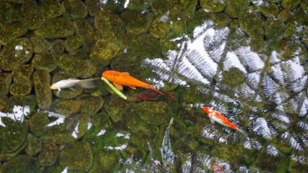 Koi-Fische schwimmen im Teich. — Stockvideo