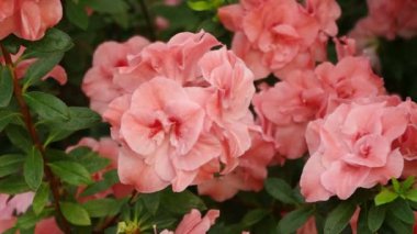 Hexe simsi ormangülü. hiina, Tayvan