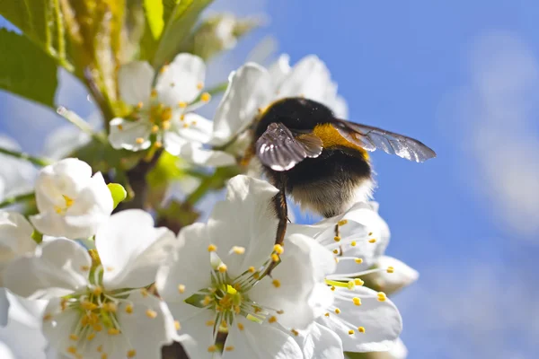 Bumble bee skörd — Stockfoto