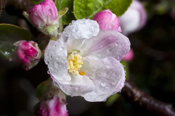 Flor de manzana —  Fotos de Stock